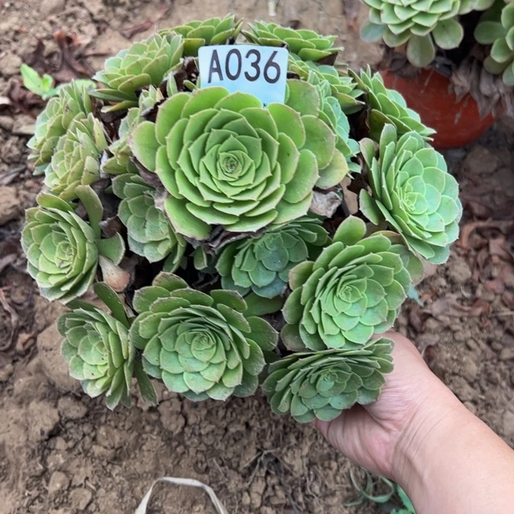圣罗兰多肉植物036.