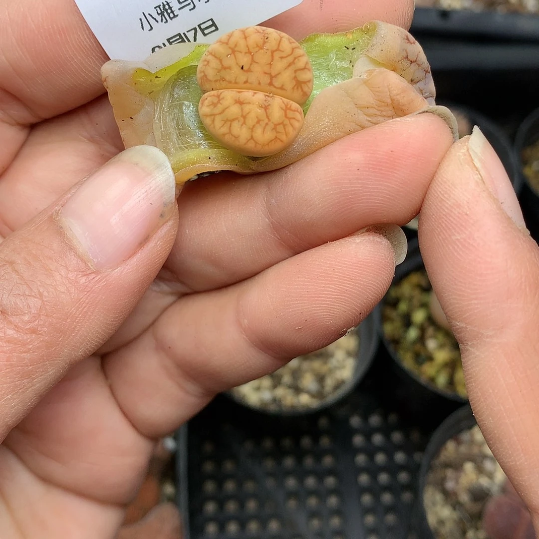 C322多肉植物保护研究所