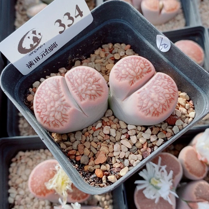 生石花花花花花花334