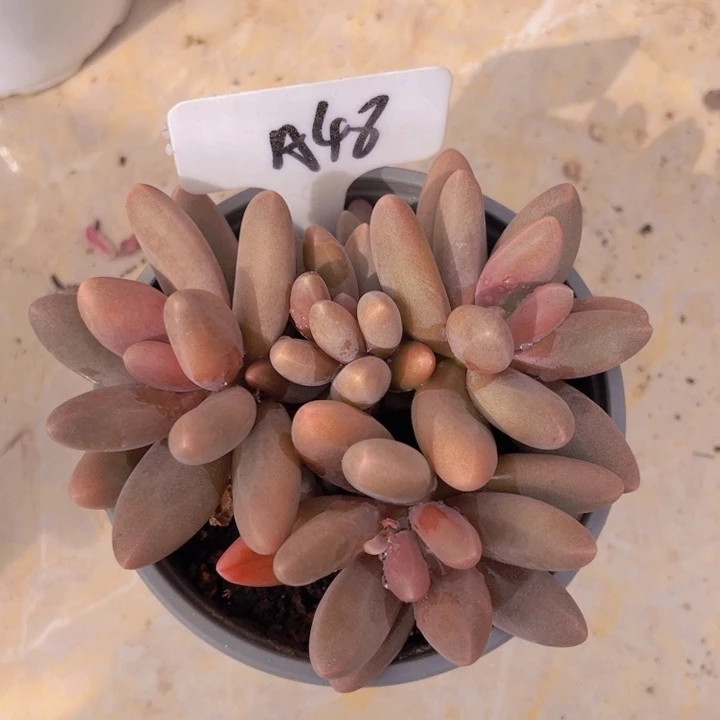 健健康康平平安安