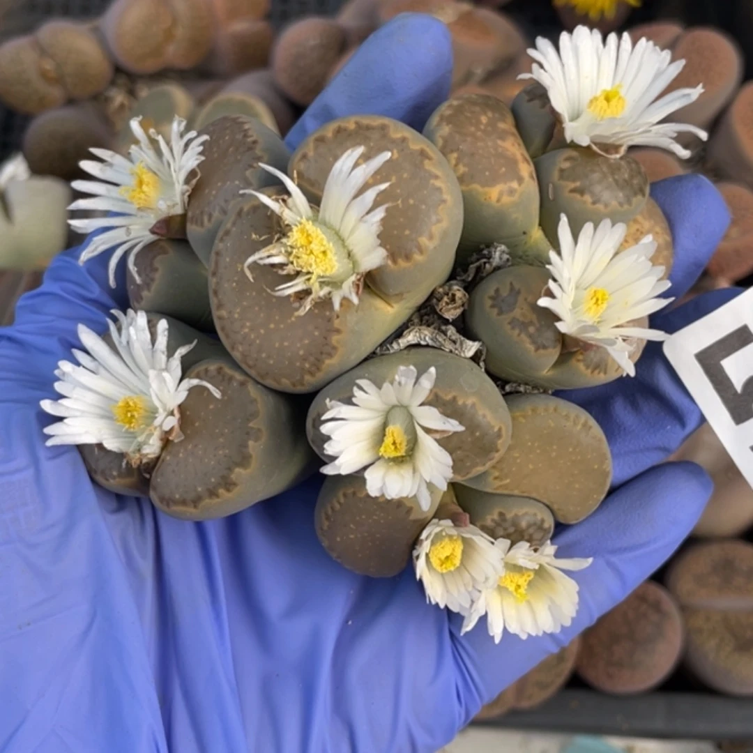 非偏远满20包邮501