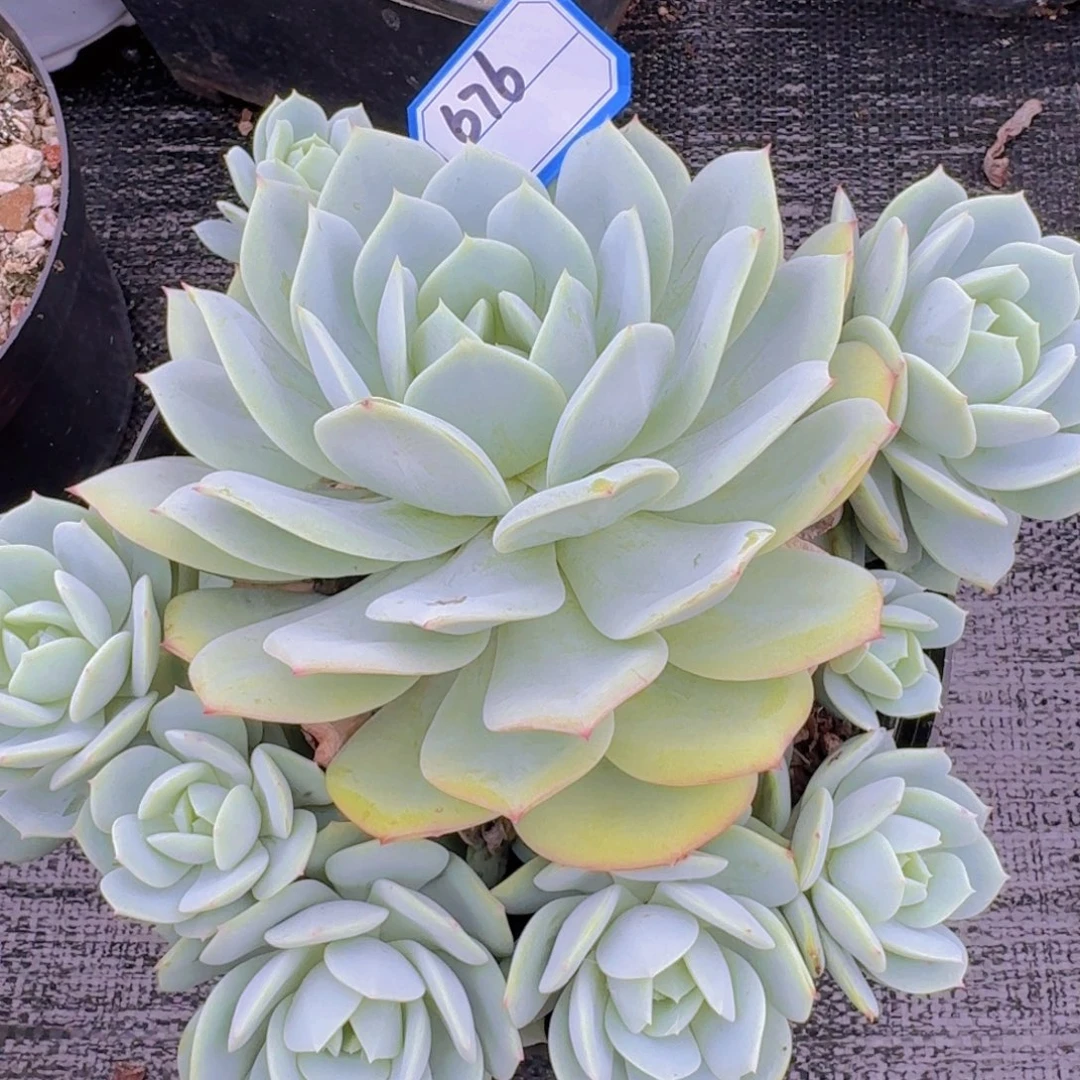 676恋曲凡艺多肉///