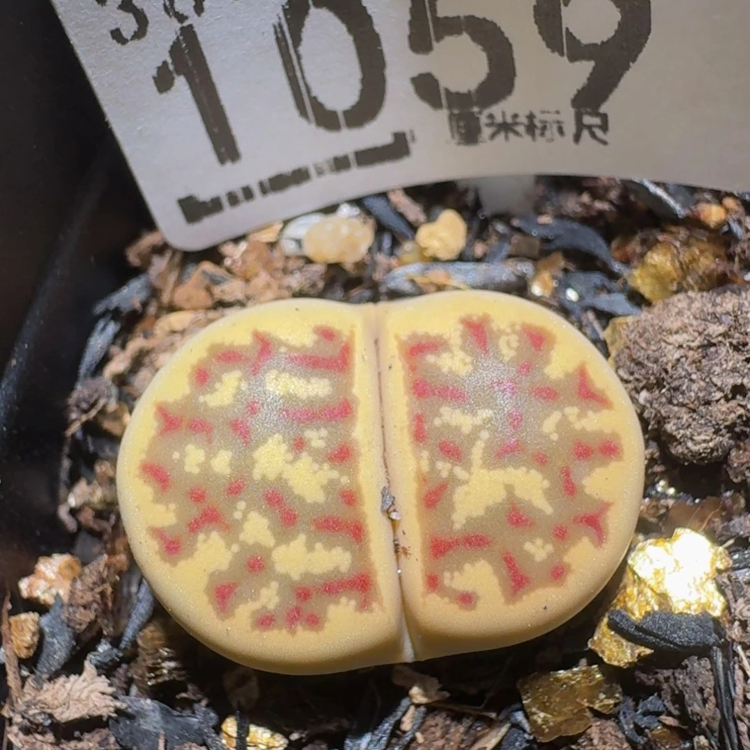 zzzzz精品生石花1059