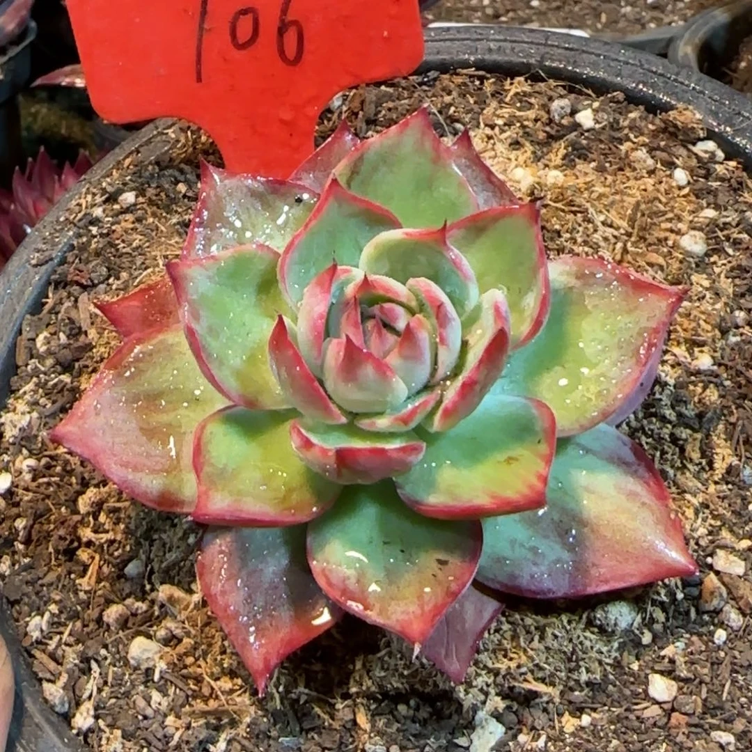 惊鸿一物一拍包装收缩花旱106