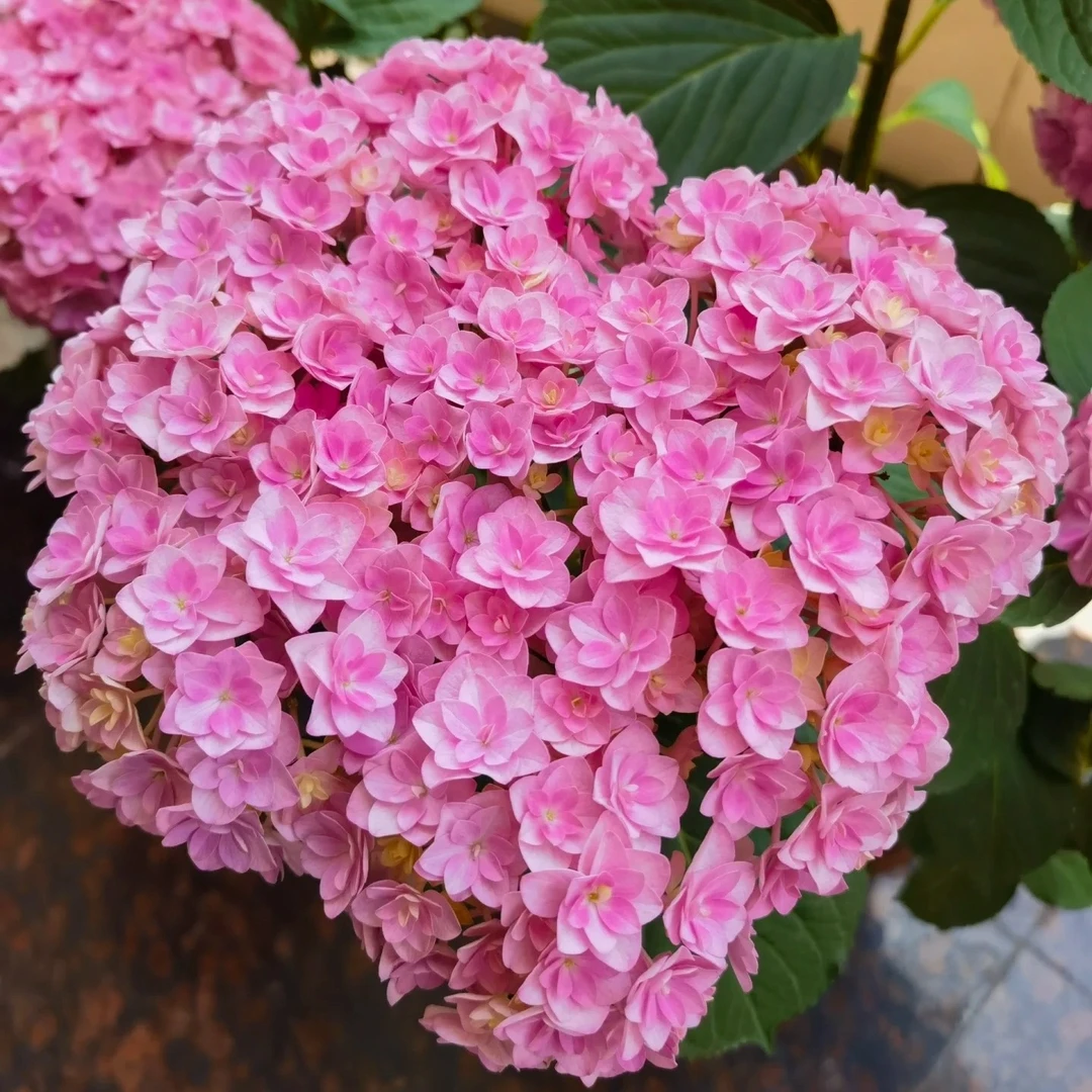 绣球太阳神殿 (桐)粉色 后期会变色 5加仑 带花苞发货