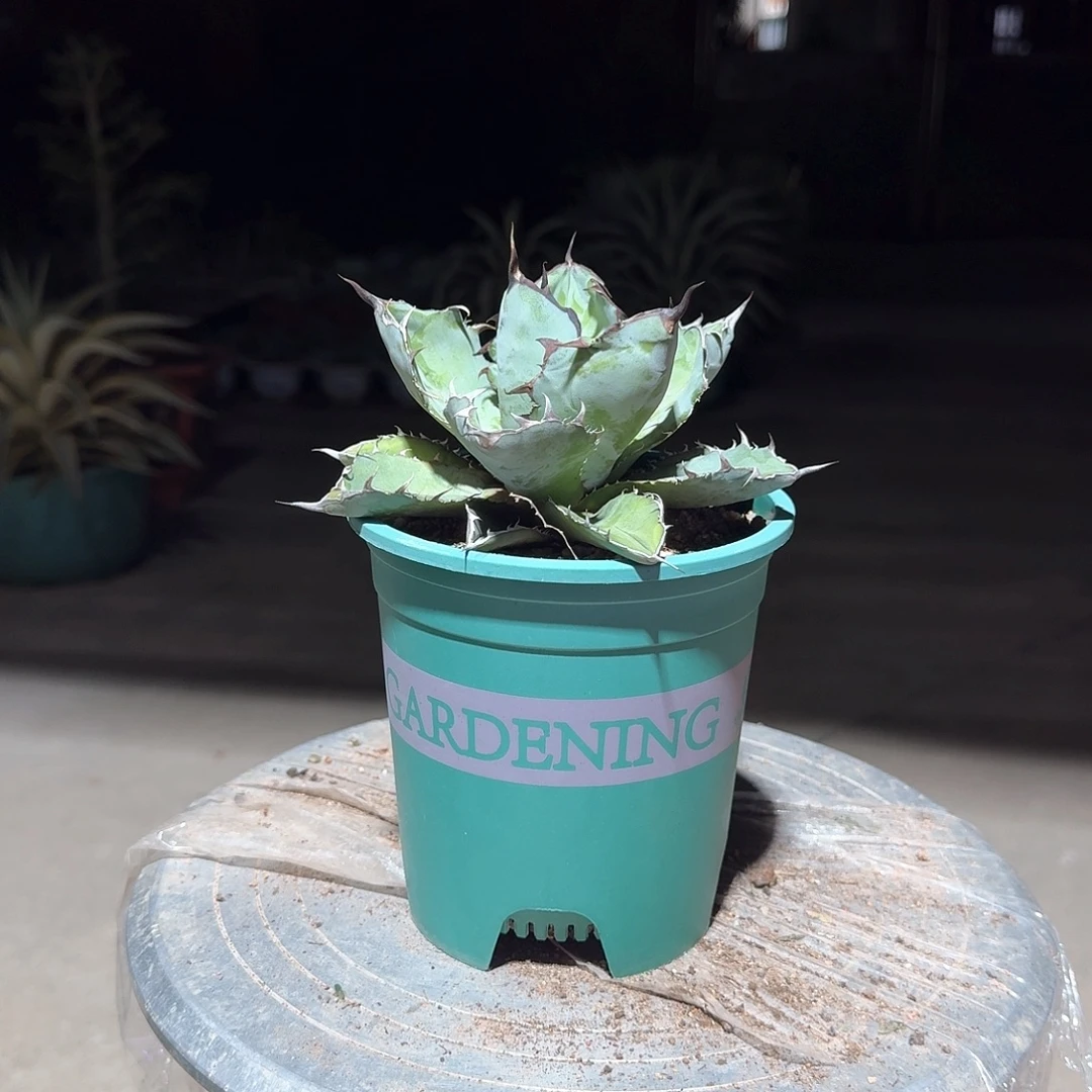 蓝鲸仁王冠龙舌兰