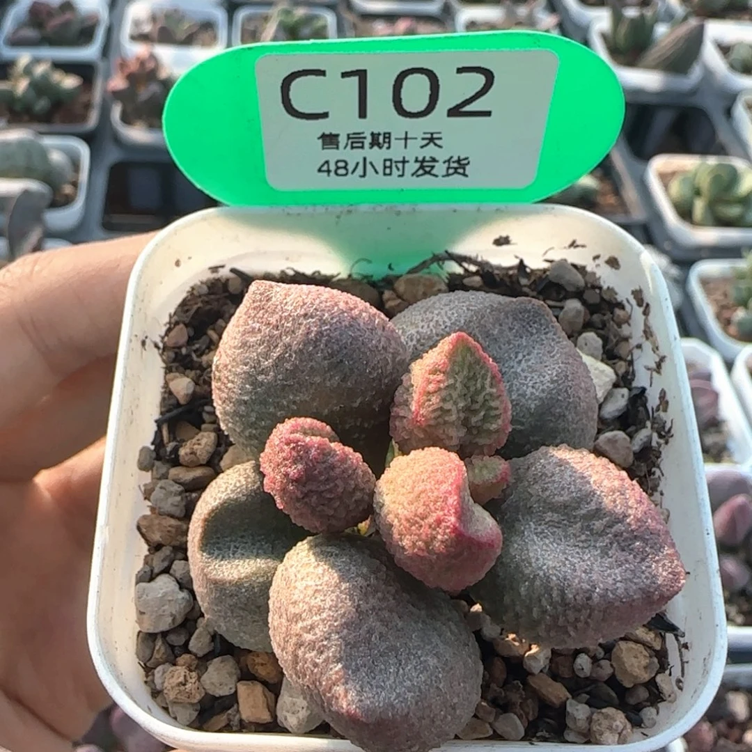 水蜜桃。  102。