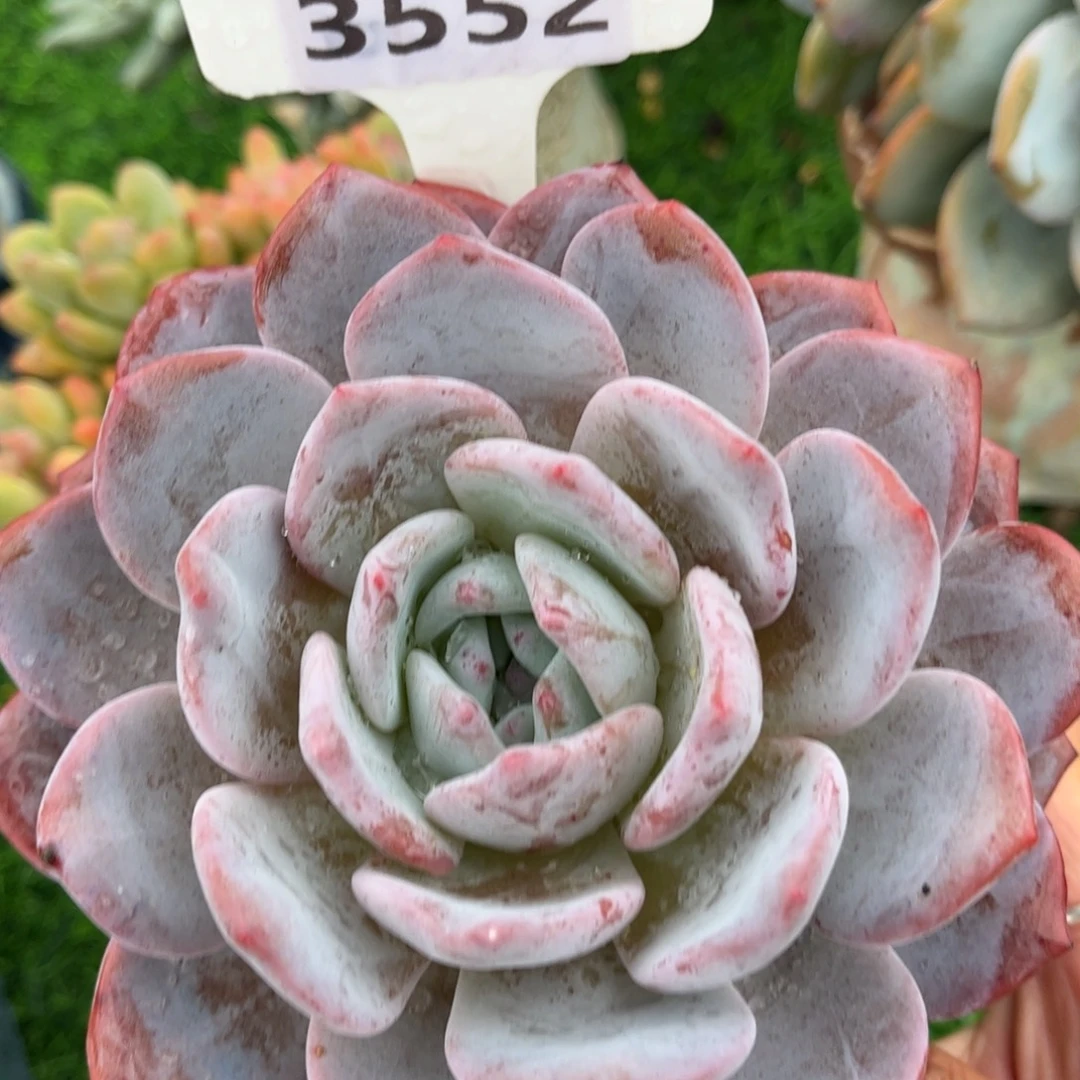 多肉植物3552 一定要拍个冷链哦