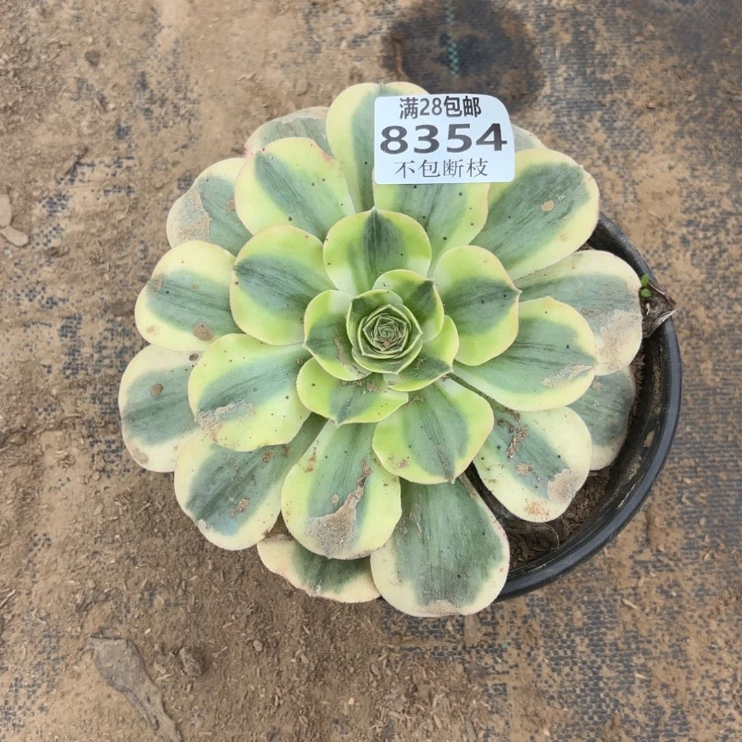 N. 8354香炉盘白多肉，？b