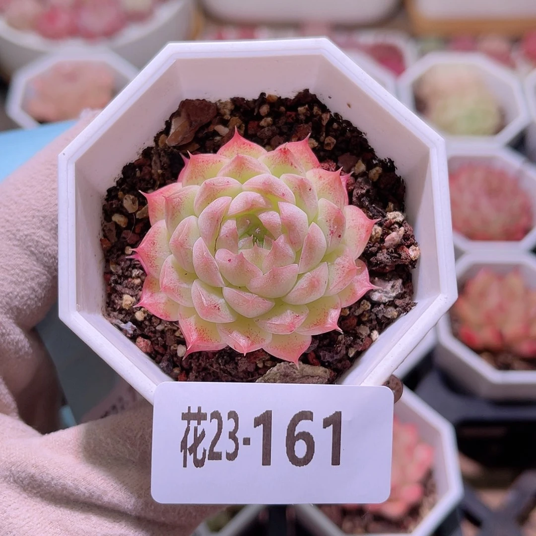 花利美23-161海王