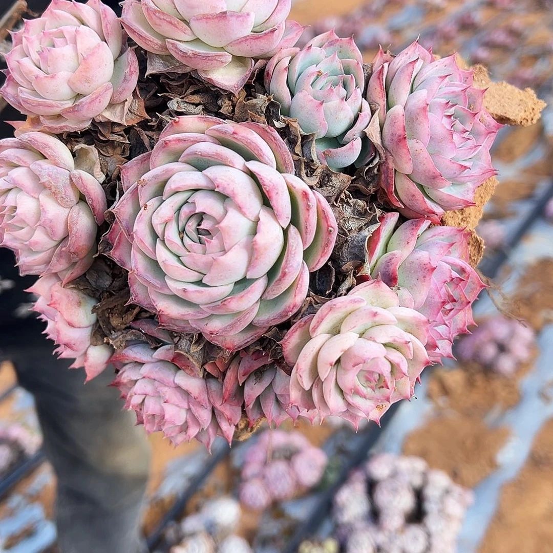 侧影小群生多肉植物