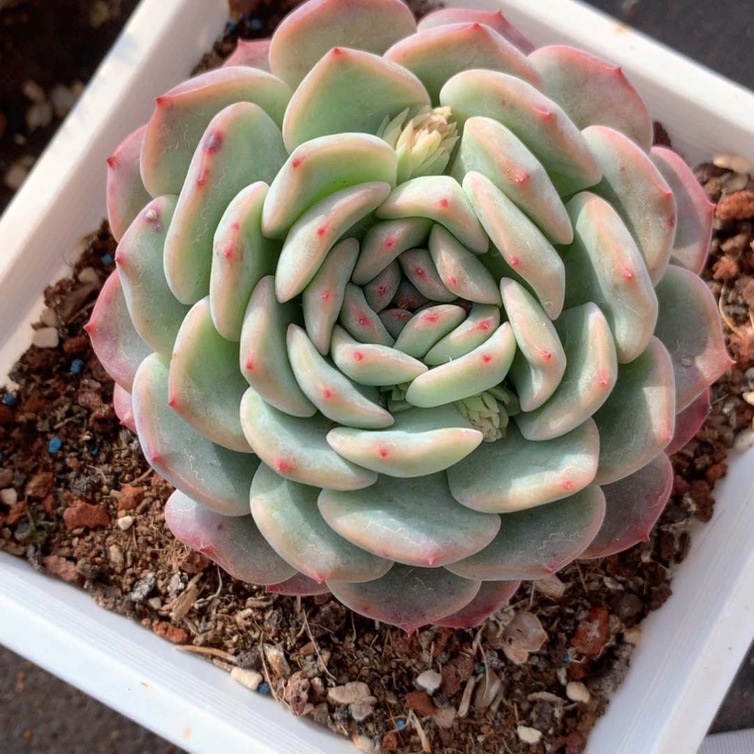 北*寒3050杂交多肉植物