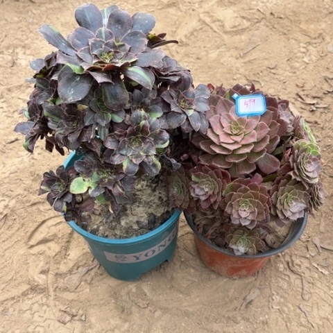 519多肉植物组合，