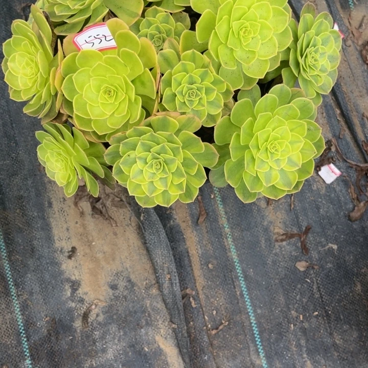 552雨荷多肉植物法师