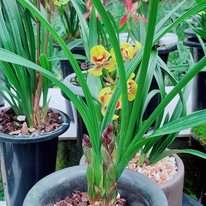 老***头完全开放一物一漂亮开花