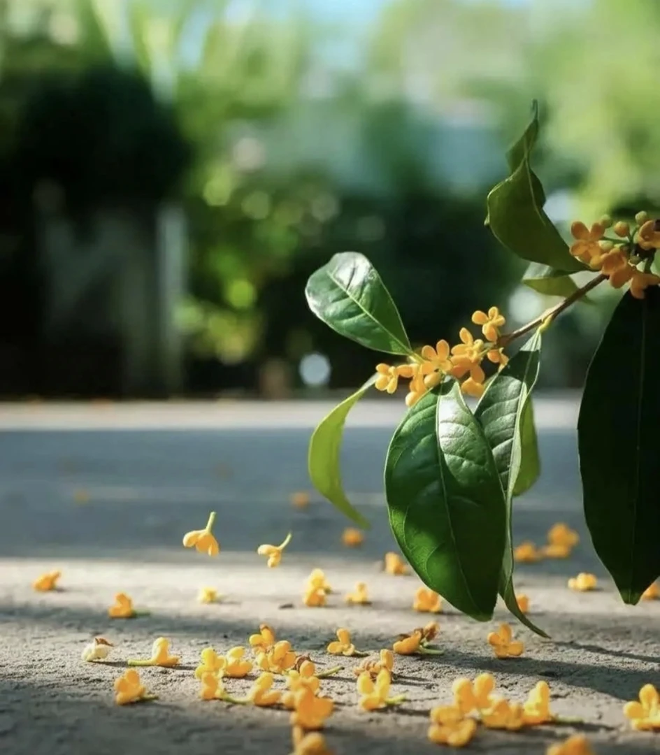 直播间 仙人球 专拍付款