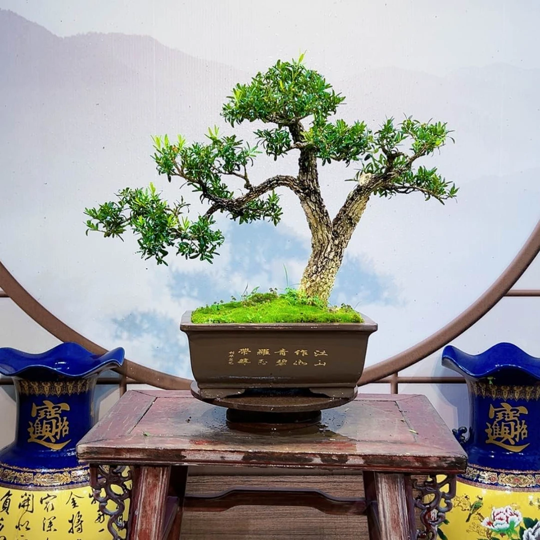 【闪购商品】无花朵行*雀舌黄杨