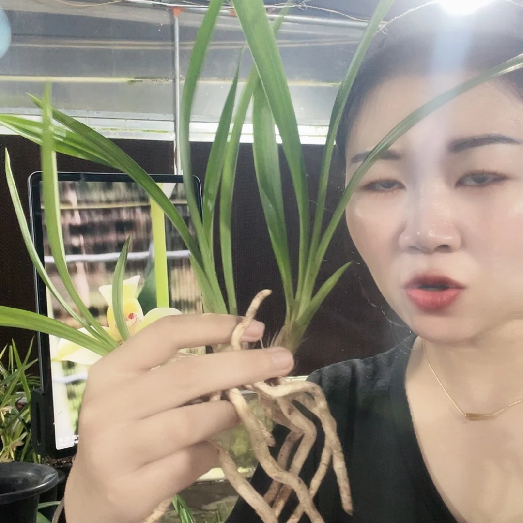 当前无花栽培后可以开花