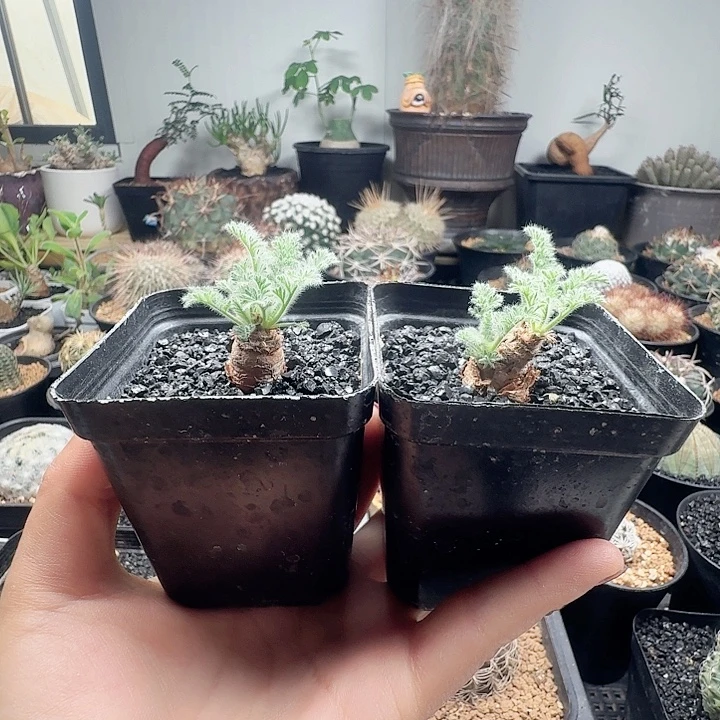 实生羽叶洋葵刺世代