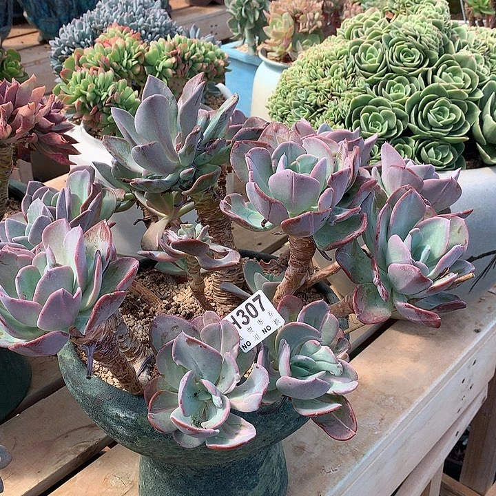 疯狂锦老桩 处理 非偏远38包邮 节后发