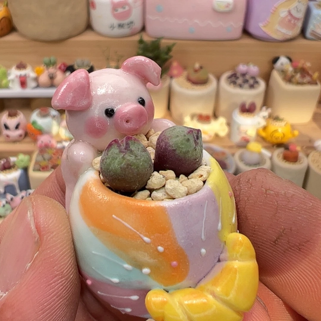 多肉植物实付9.9元包邮36号