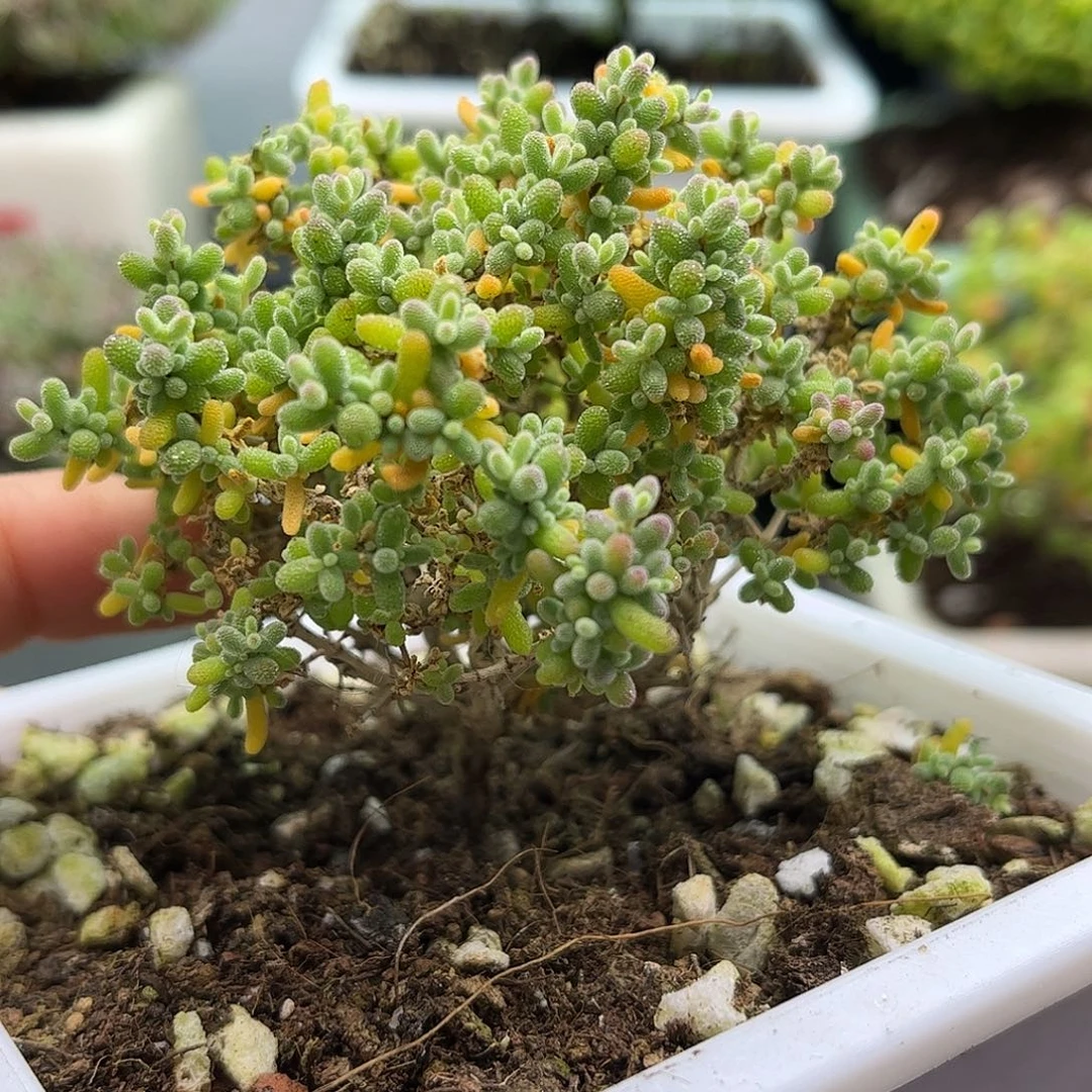 29小小米优选枝干番杏