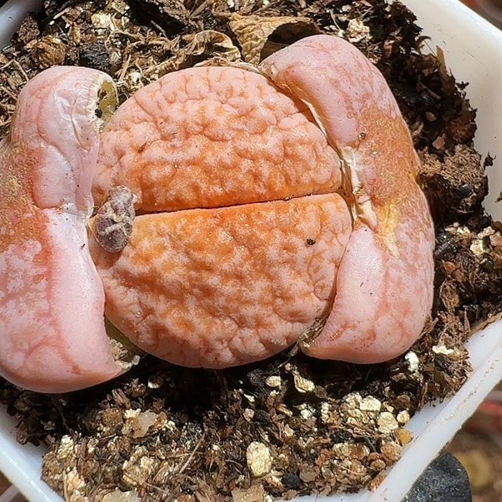 酒**深生石花233:   62