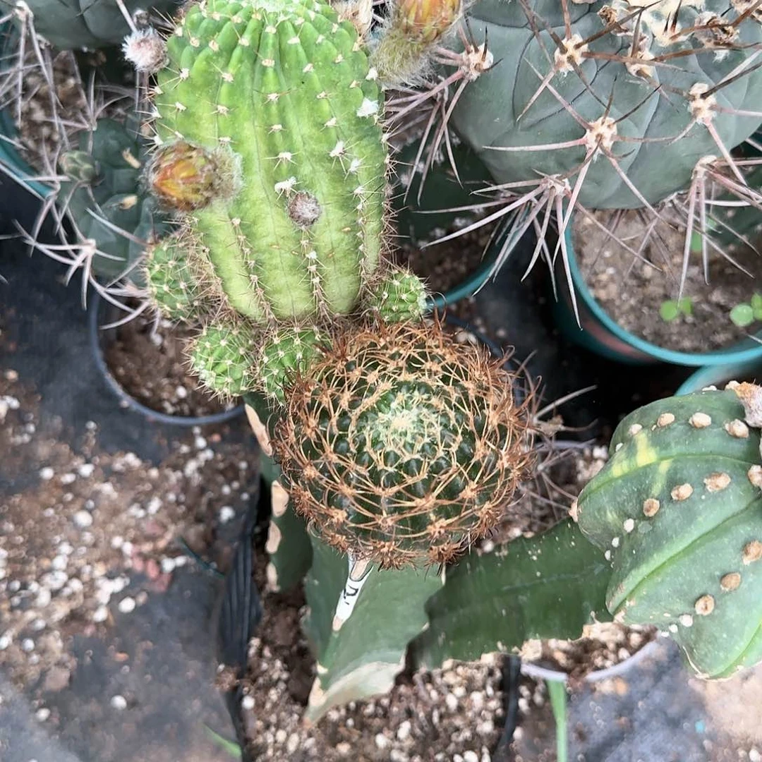 【闪购商品】无花朵两颗开花小人球