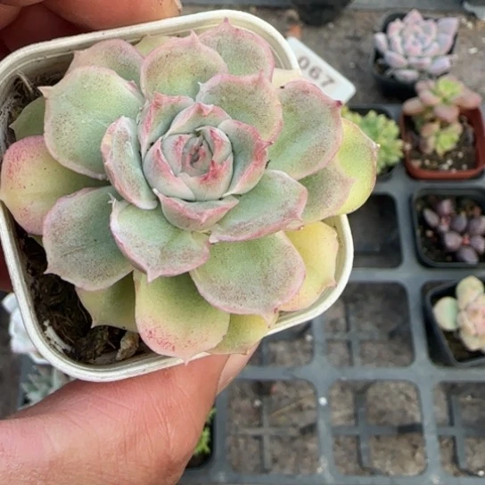 282虾饺多肉植物多