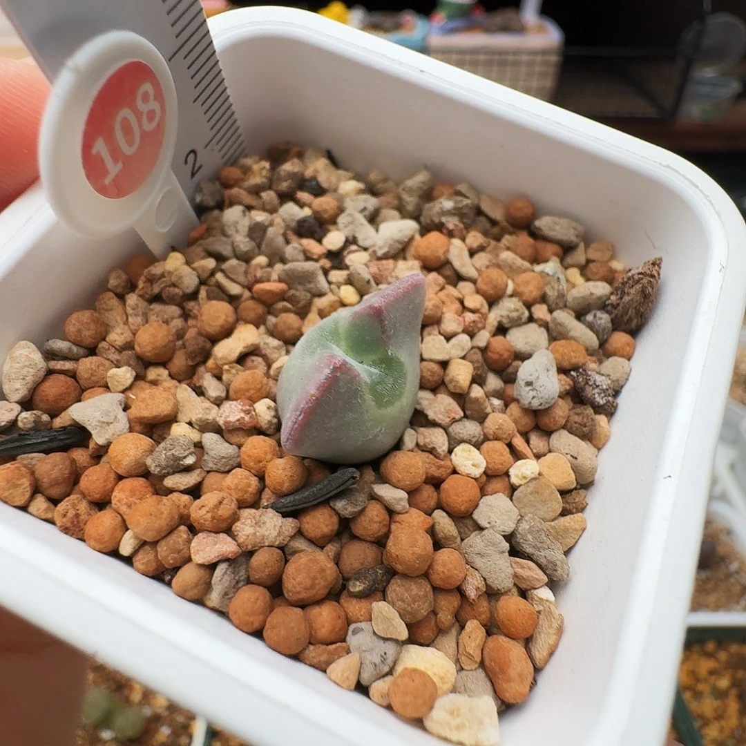 美****多肉植物福利风铃108