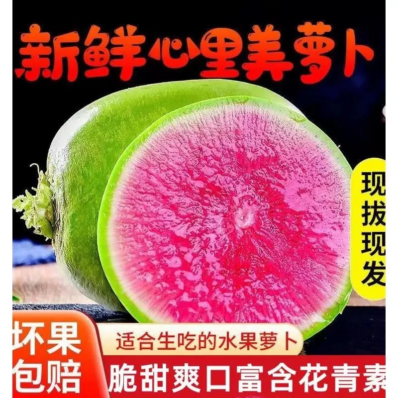 3斤 心里美红心水果萝卜 现挖  现发 顺丰包邮新鲜心里美儿