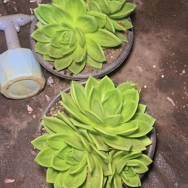我想说什么都没有错