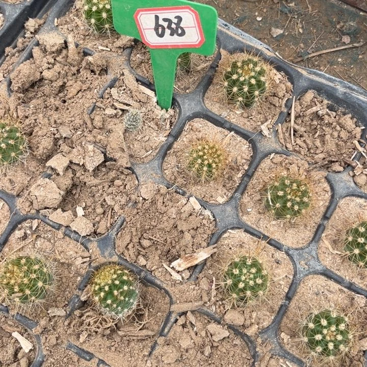 638。10颗实生毛花柱小苗2-3厘米随机发