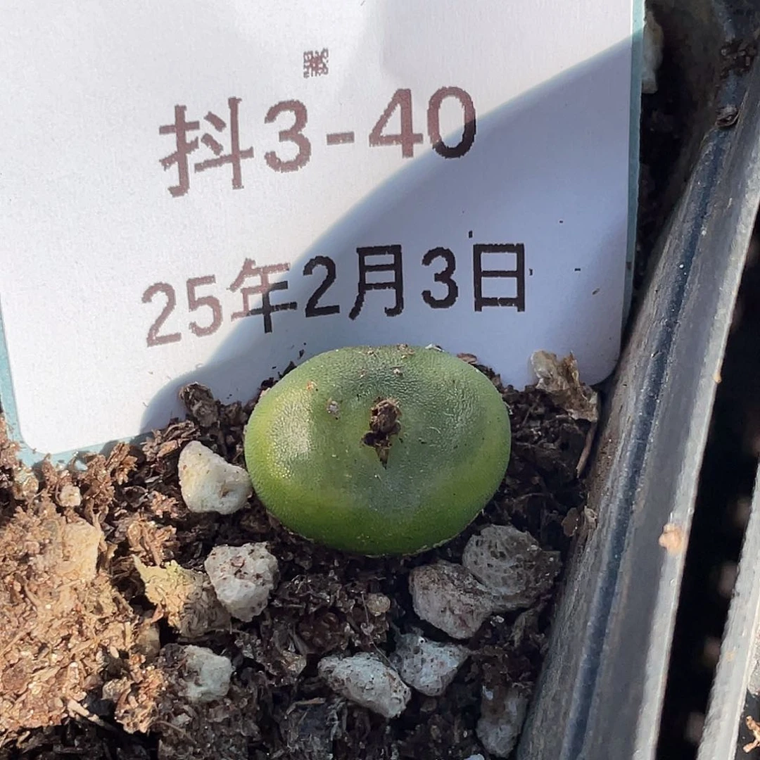 3-40水晶鞋多肉植物