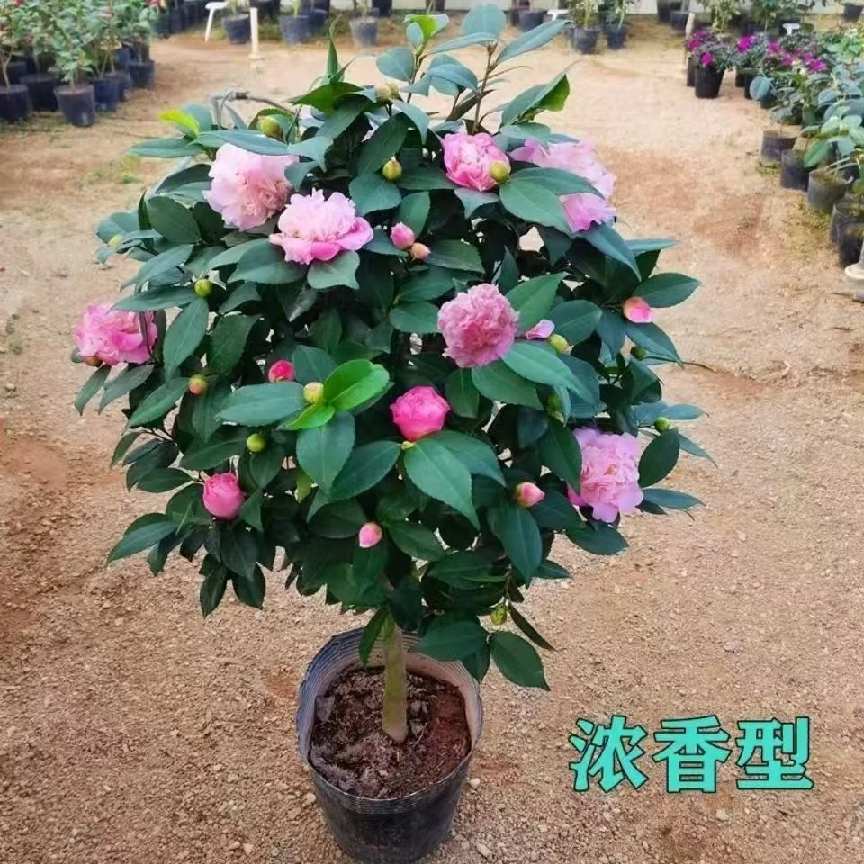 【80-100cm】香妃茶花盆栽带花苞浓香型冬季开花室内耐寒YAY