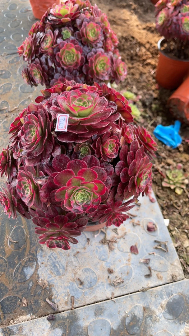 2012安哪玫瑰法师锦