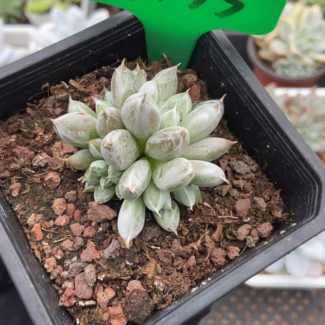 3135杜里万多肉植物
