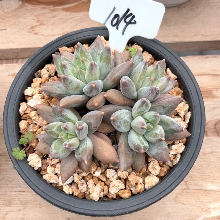 重楼1014号码牌子的话