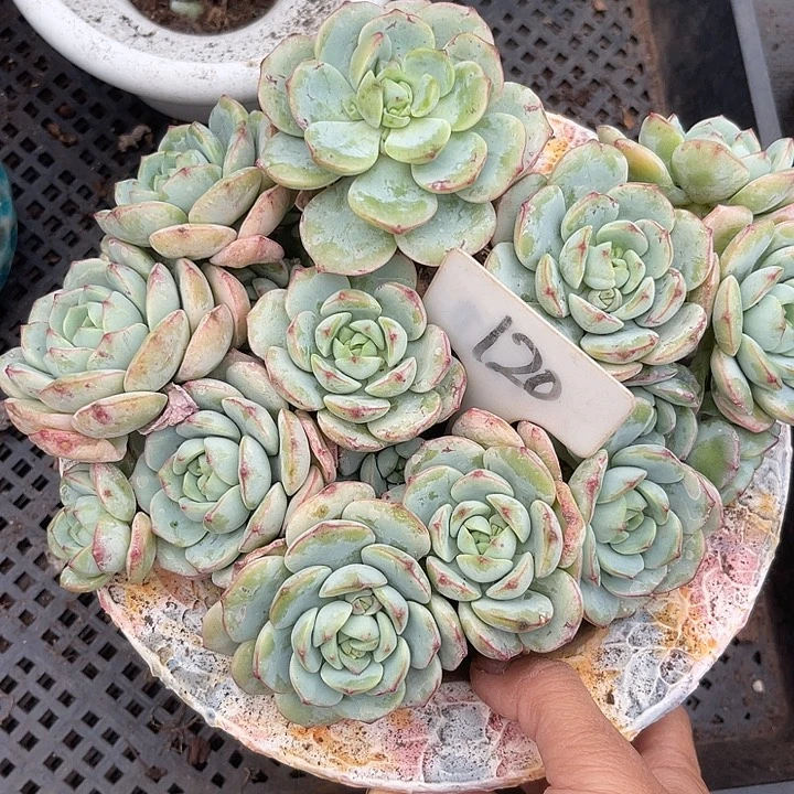 两单包邮，一物一拍，120