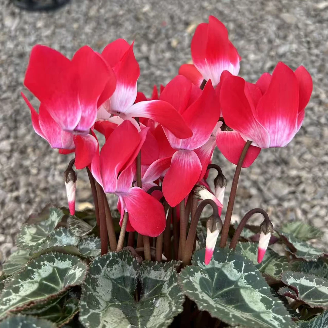 超大盆[音迪卡橙红]仙客来盆栽四季开花客厅阳台好养花卉