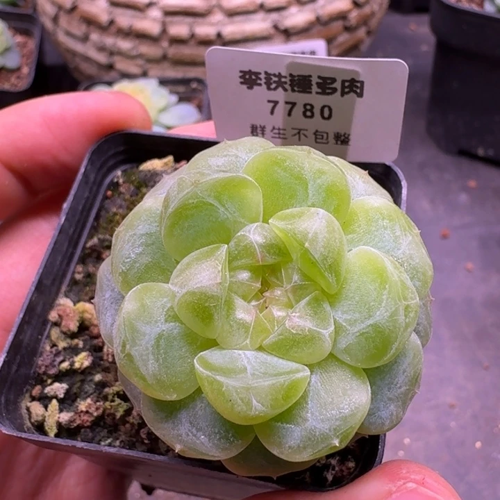 7780童话单头一物一拍5cm盆