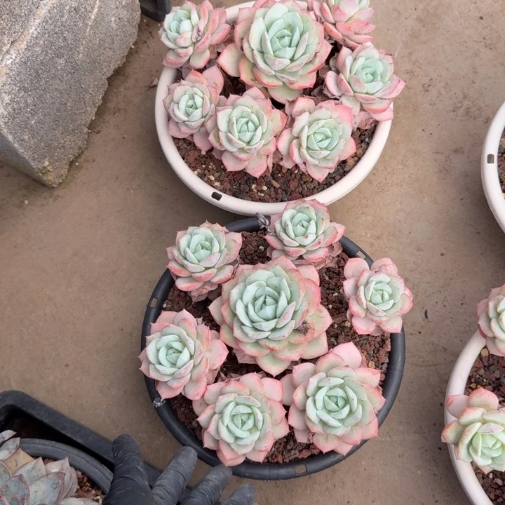 W***F两颗一起的一物一拍的