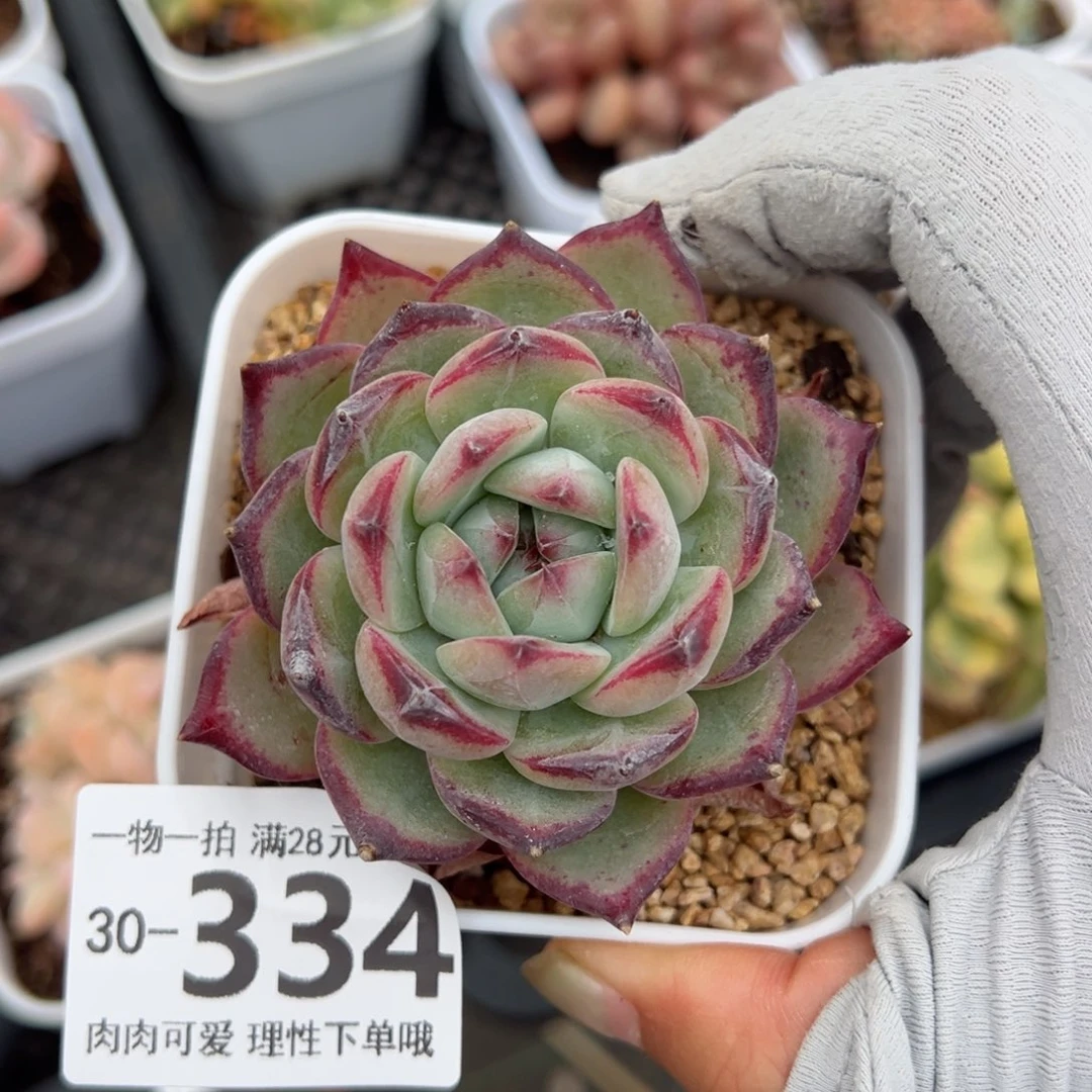 红拉糖多肉多肉多肉多肉