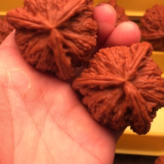 ****n核桃核桃核桃核桃核桃核桃