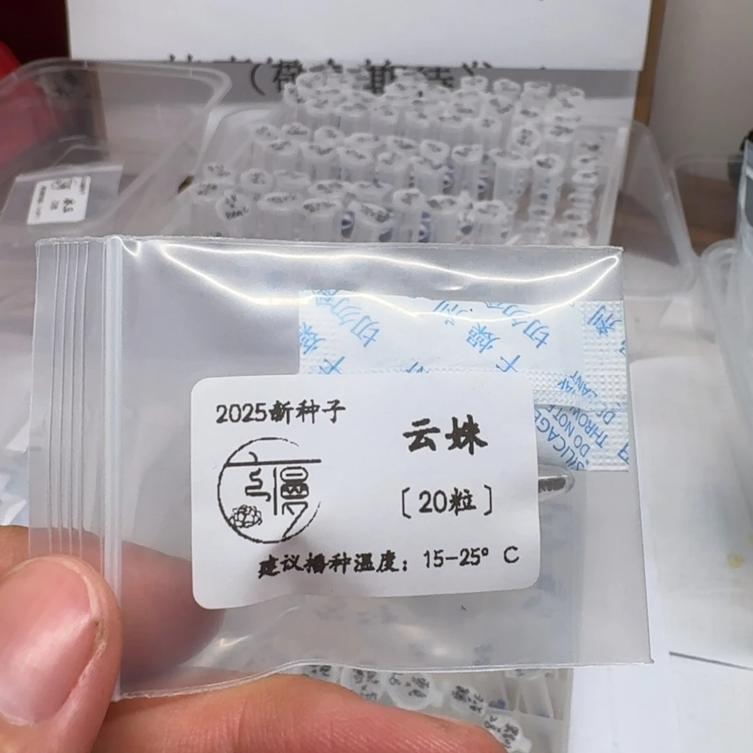 糖心方向“云姝”种子20粒不包出芽率