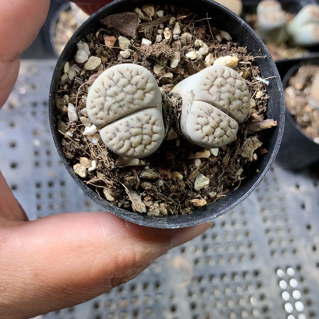 G387多肉植物保护