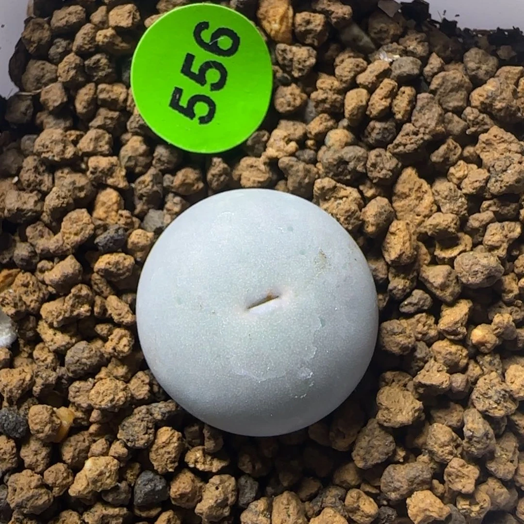 sh433v嘴1.6+多肉植物556