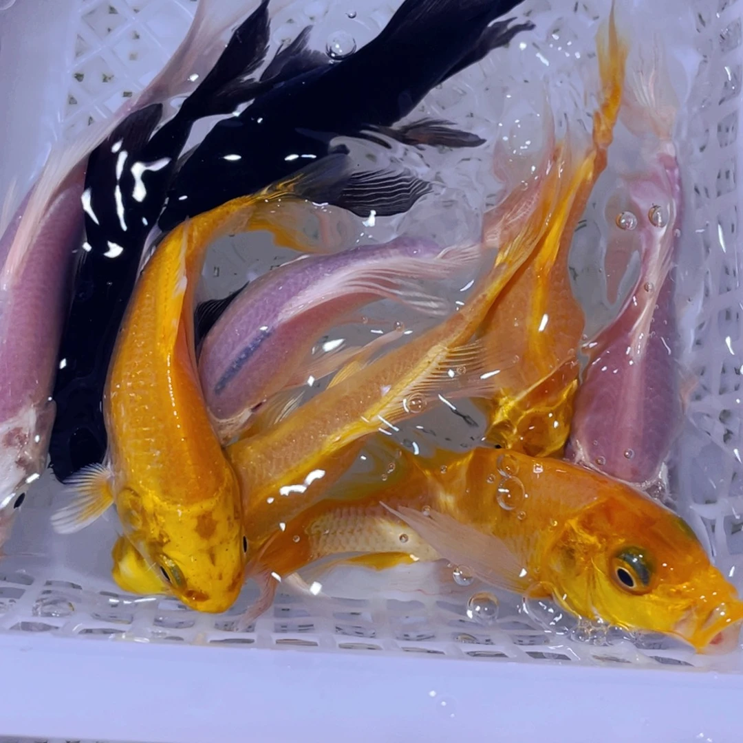 锦鲤各色小锦鲤9条