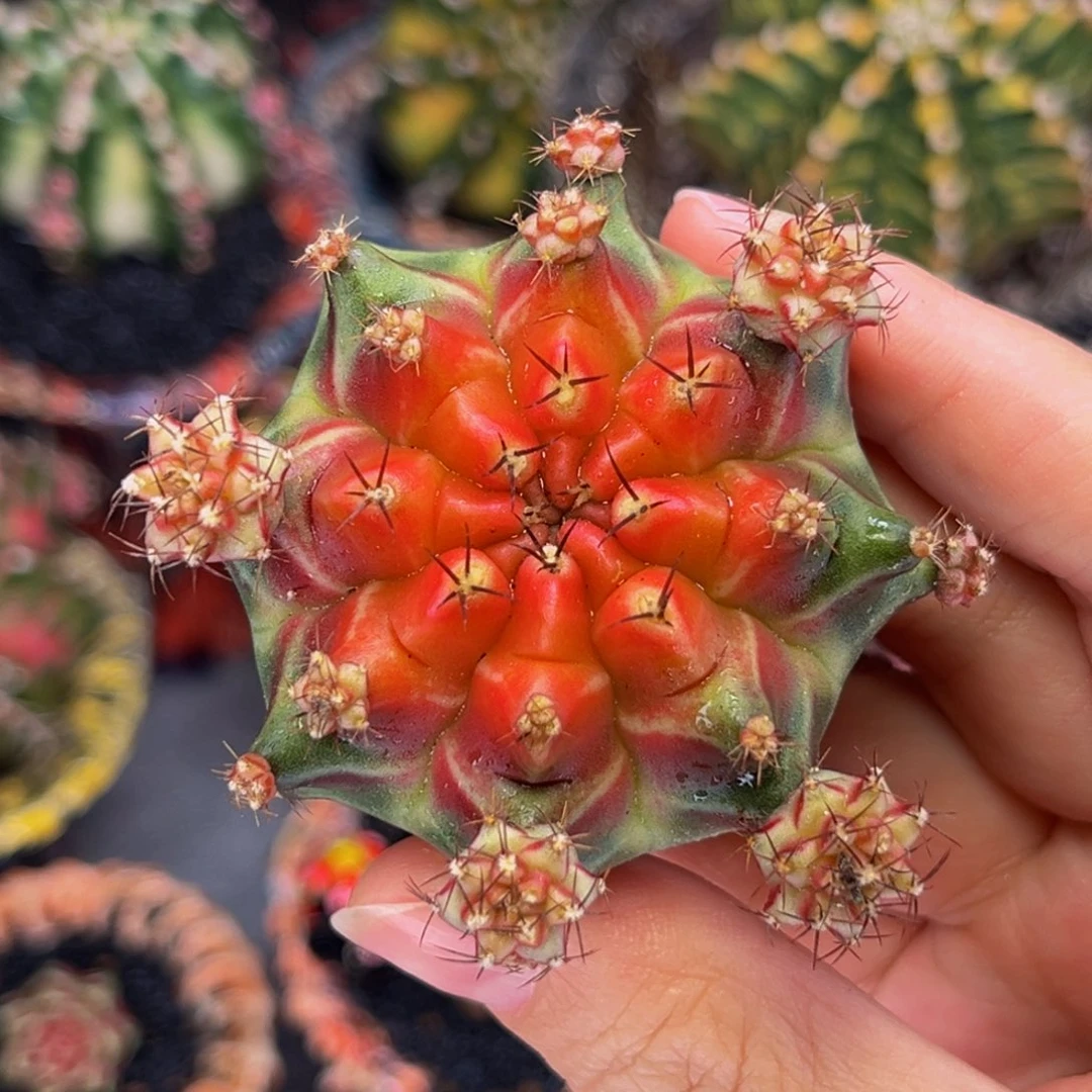 pinkypie 米哈仙人球