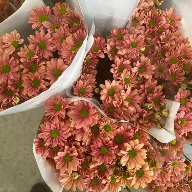 特价桔星混三文鱼 杆子略弯 买一送一 小雏菊发20支